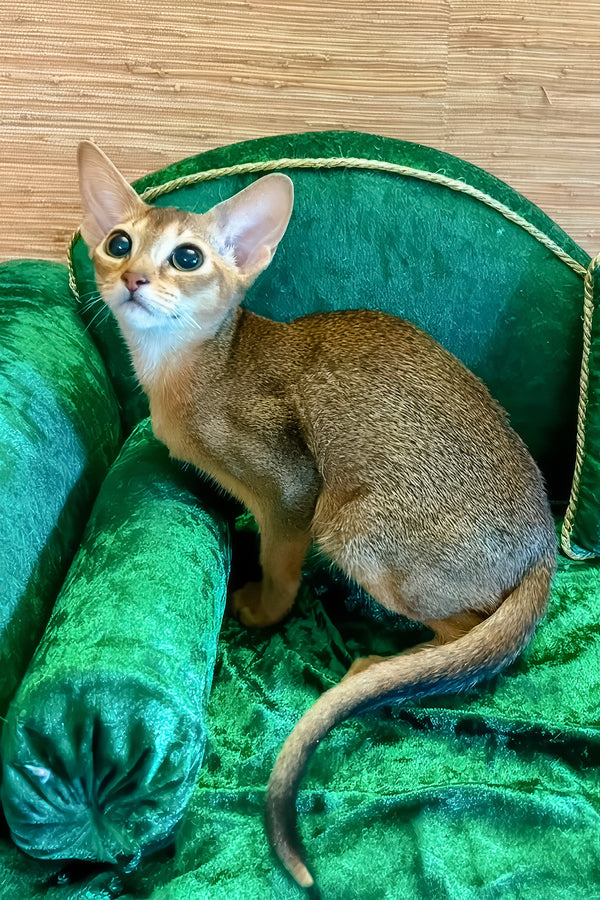 Arina | Abyssinian Kitten