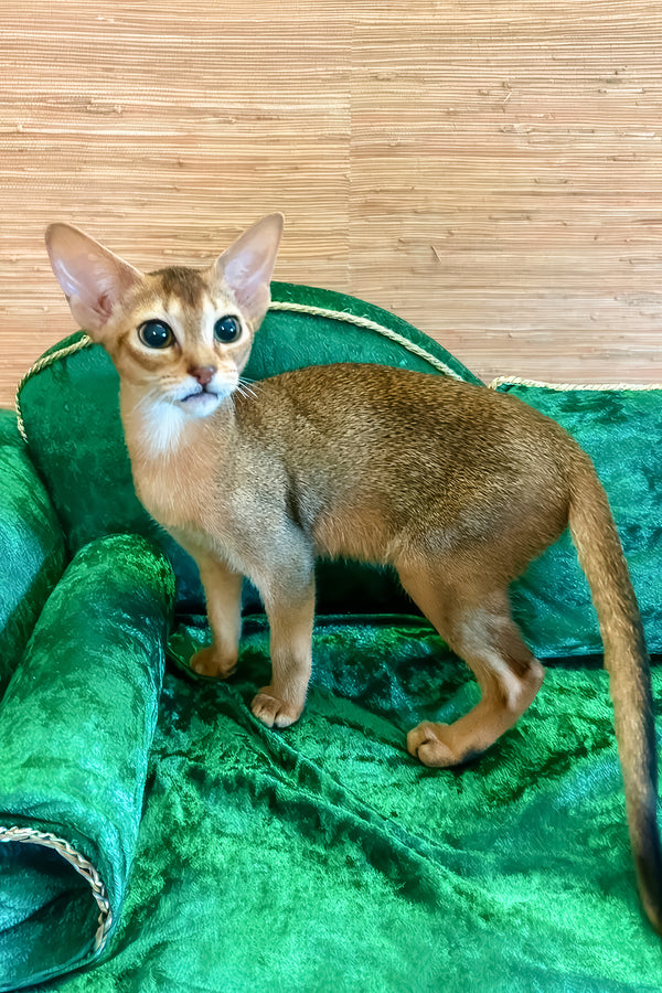Arina | Abyssinian Kitten
