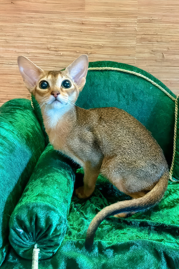 Arina | Abyssinian Kitten