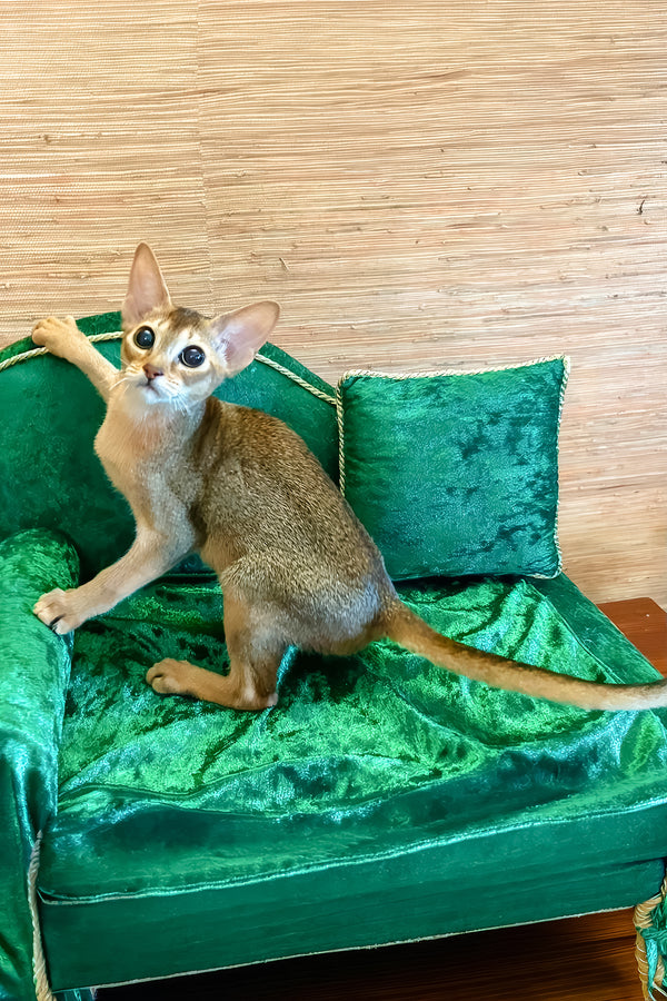 Arina | Abyssinian Kitten