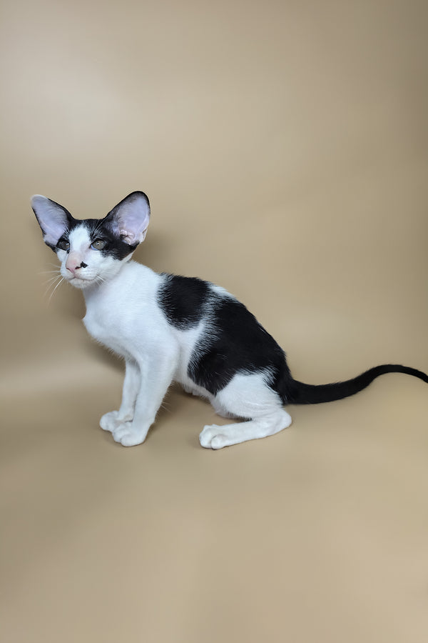 Asher | Oriental Shorthair Kitten