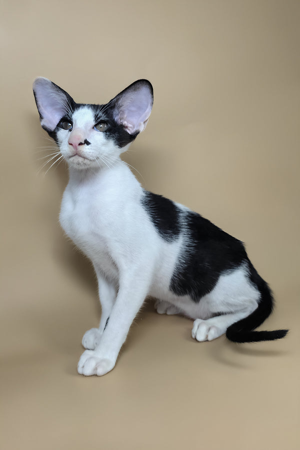 Asher | Oriental Shorthair Kitten