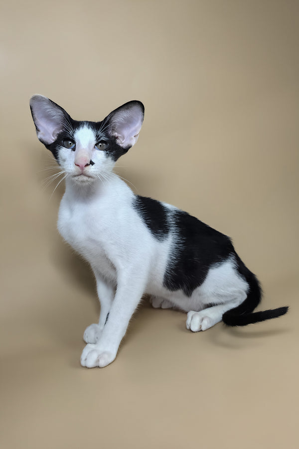 Asher | Oriental Shorthair Kitten