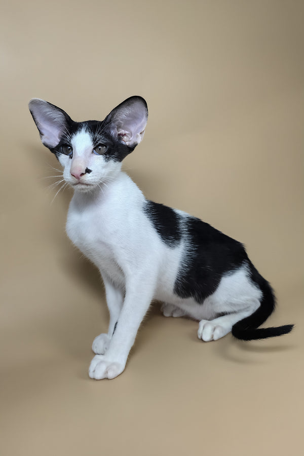Asher | Oriental Shorthair Kitten