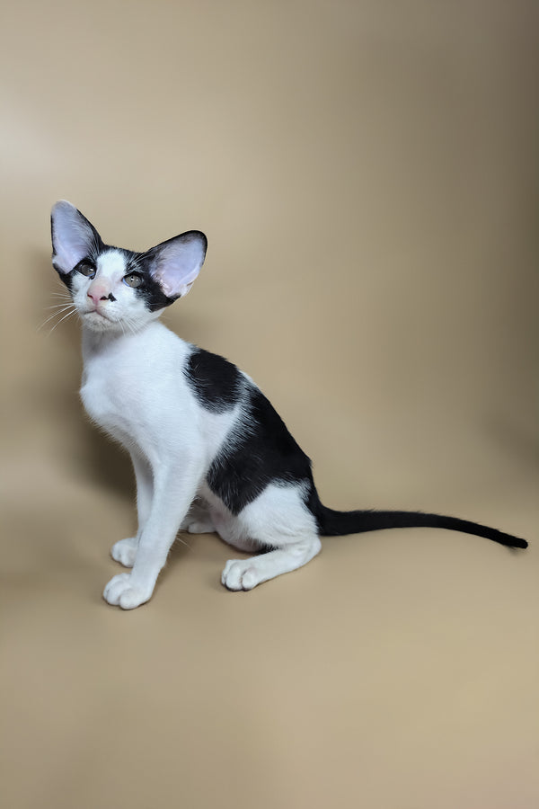 Asher | Oriental Shorthair Kitten