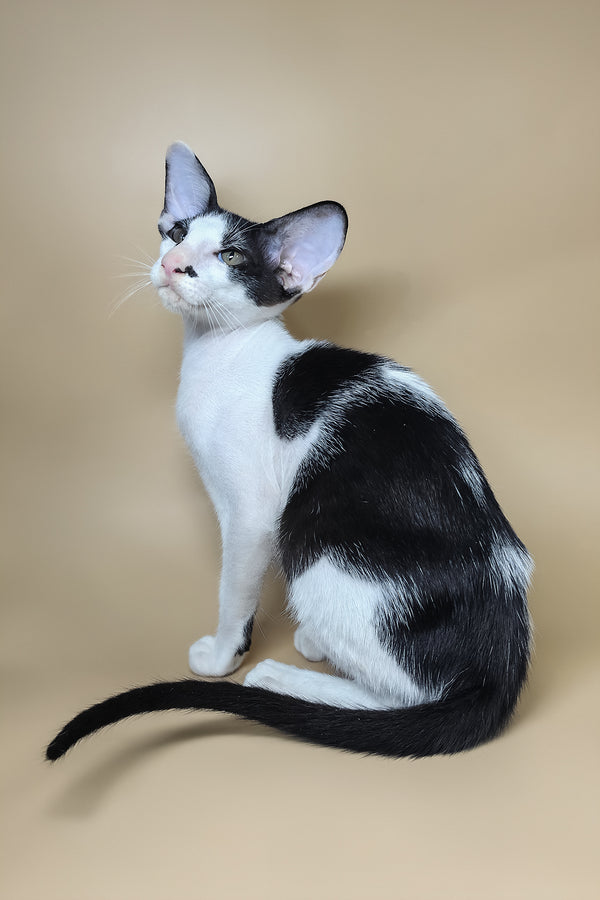 Asher | Oriental Shorthair Kitten