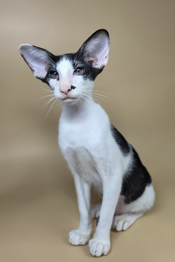 Asher | Oriental Shorthair Kitten