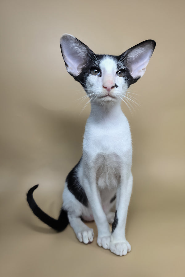 Asher | Oriental Shorthair Kitten