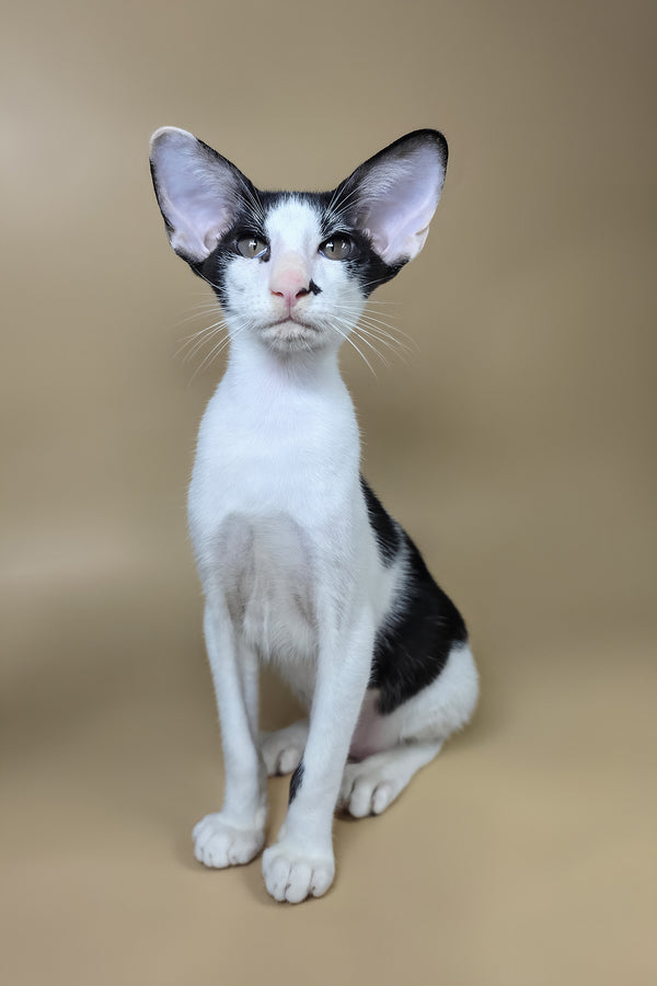 Asher | Oriental Shorthair Kitten