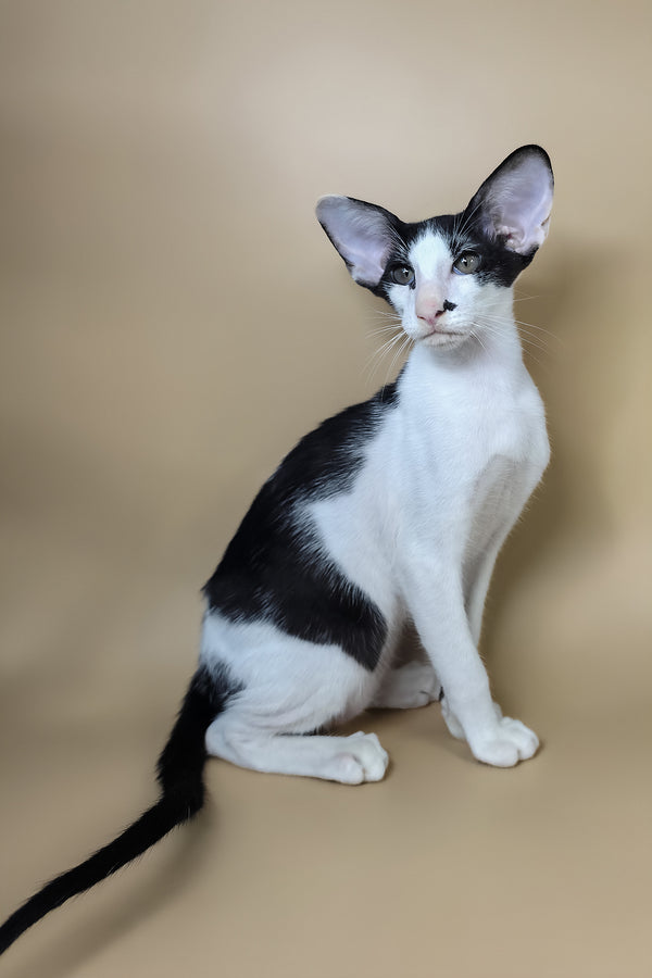 Asher | Oriental Shorthair Kitten