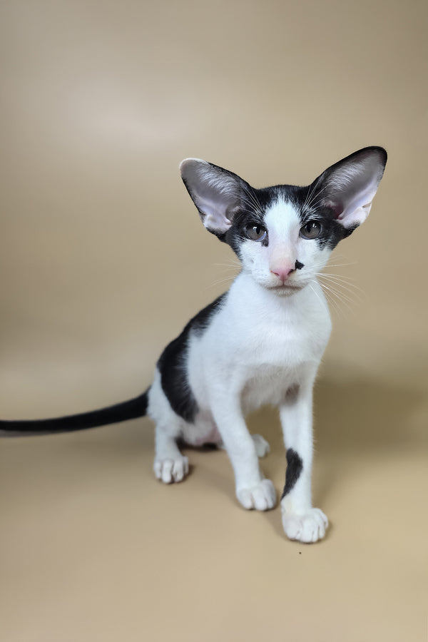 Asher | Oriental Shorthair Kitten