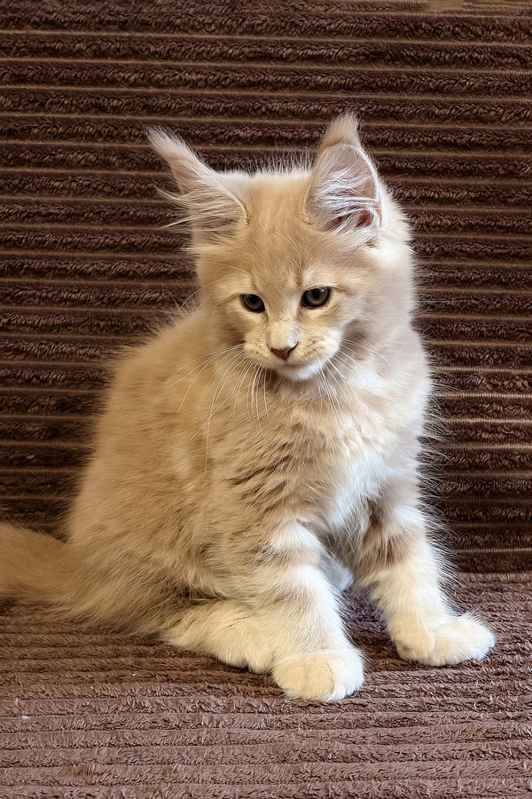 Aurelius | Maine Coon Kitten