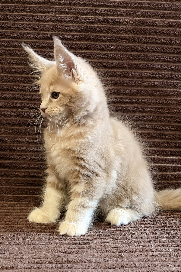 Aurelius | Maine Coon Kitten
