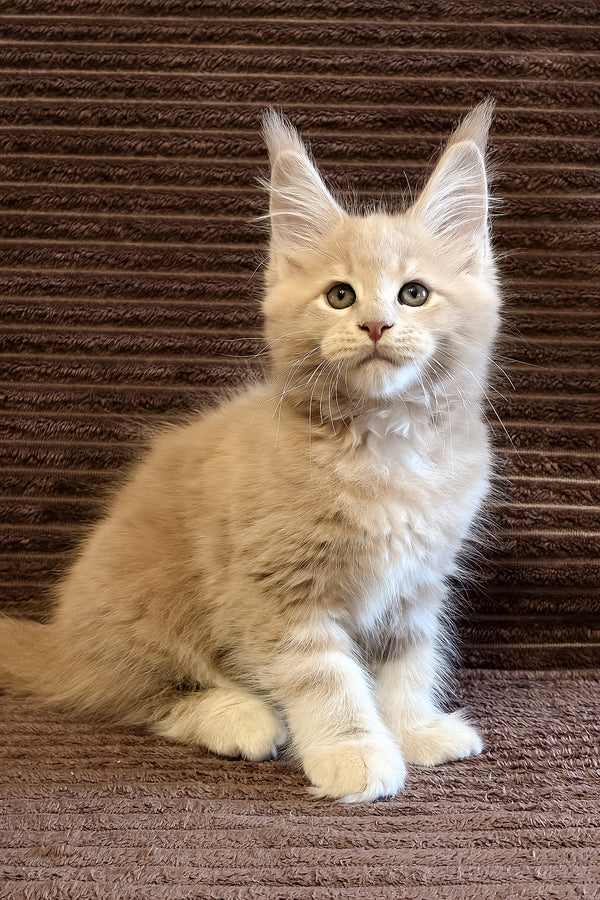 Aurelius | Maine Coon Kitten