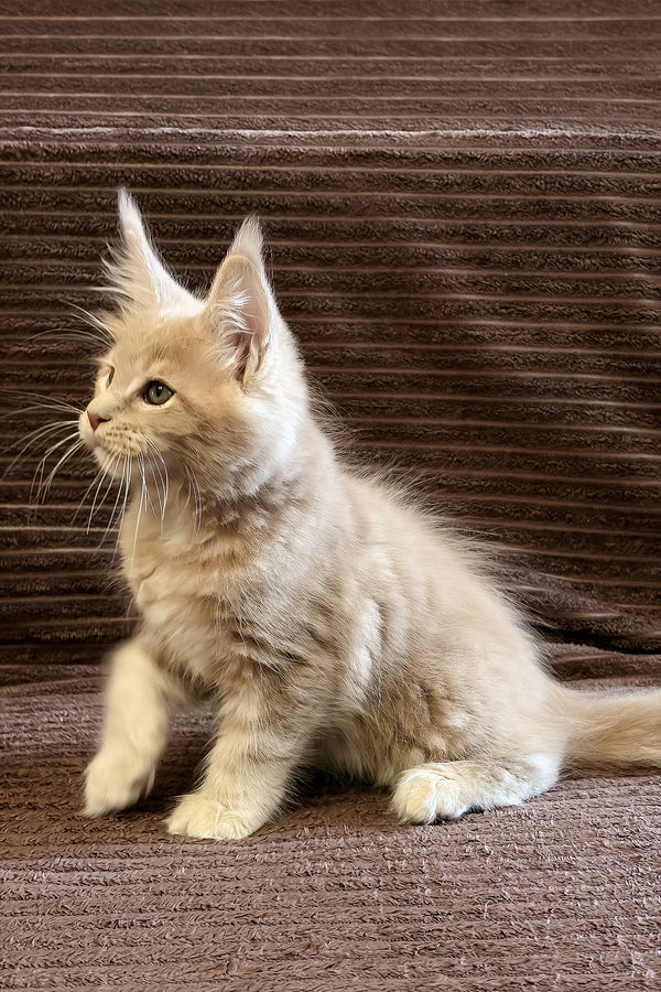 Aurelius | Maine Coon Kitten