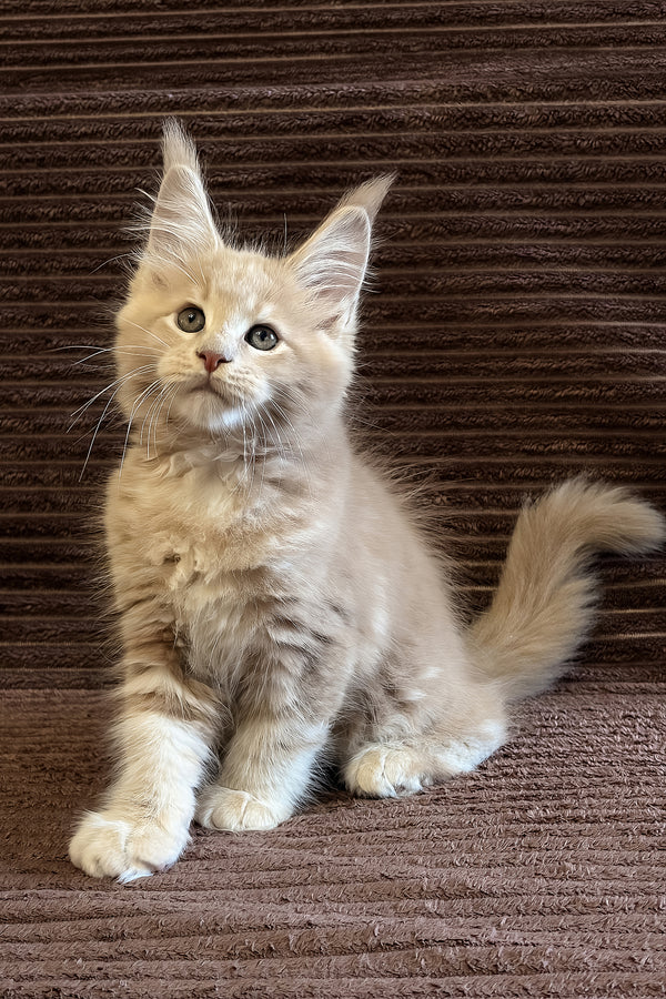 Aurelius | Maine Coon Kitten