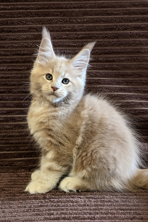Aurelius | Maine Coon Kitten