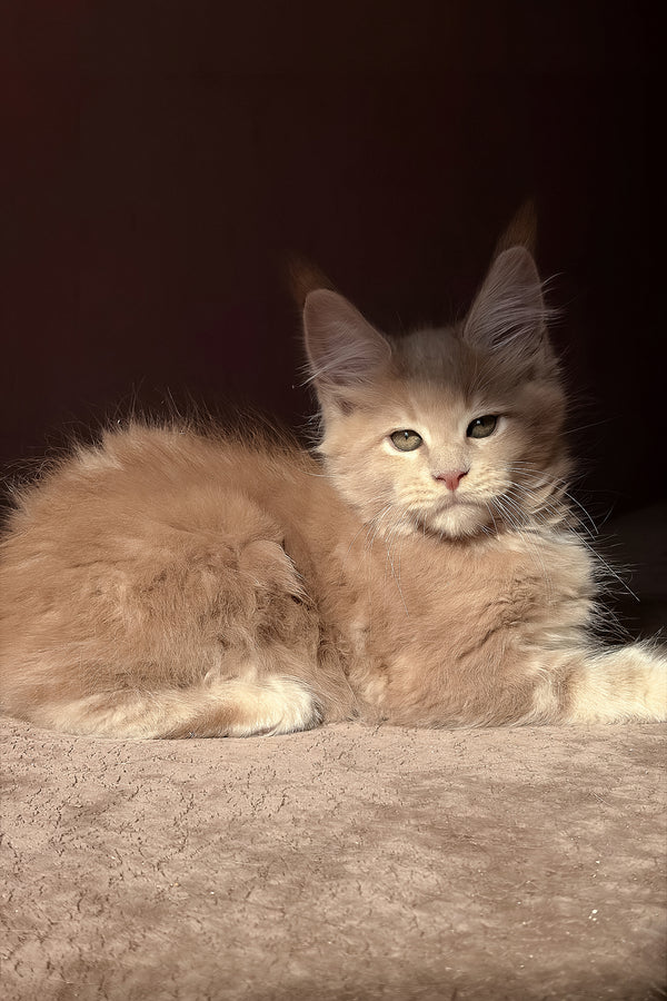 Aurelius | Maine Coon Kitten