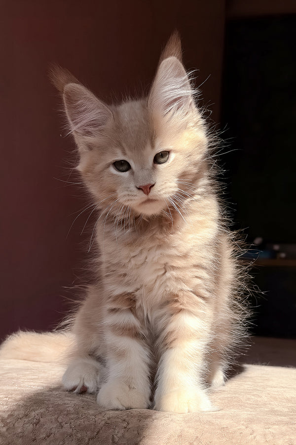 Aurelius | Maine Coon Kitten