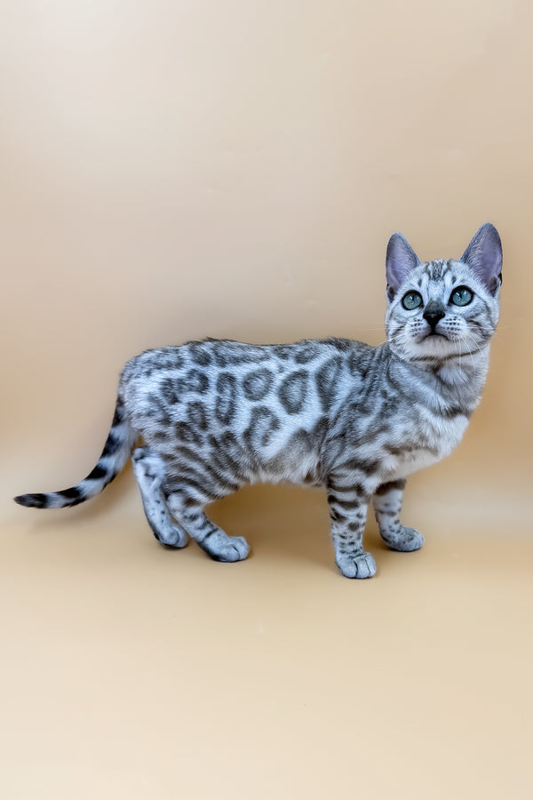 Aurora | Bengal Kitten