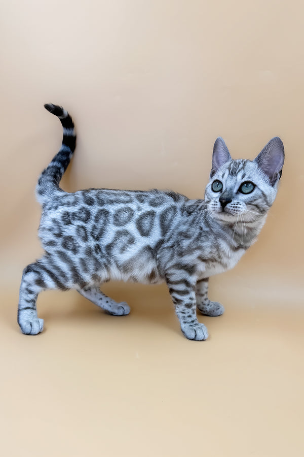 Aurora | Bengal Kitten