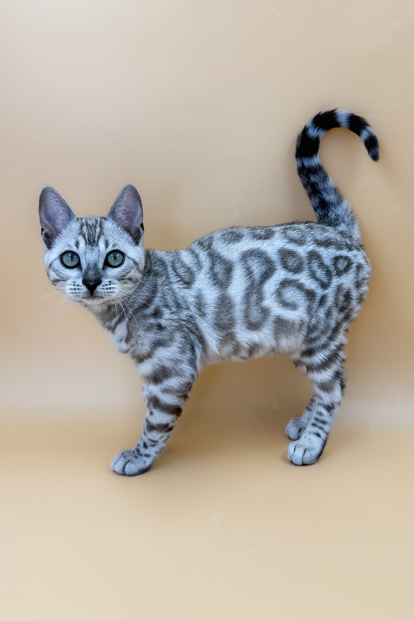 Aurora | Bengal Kitten