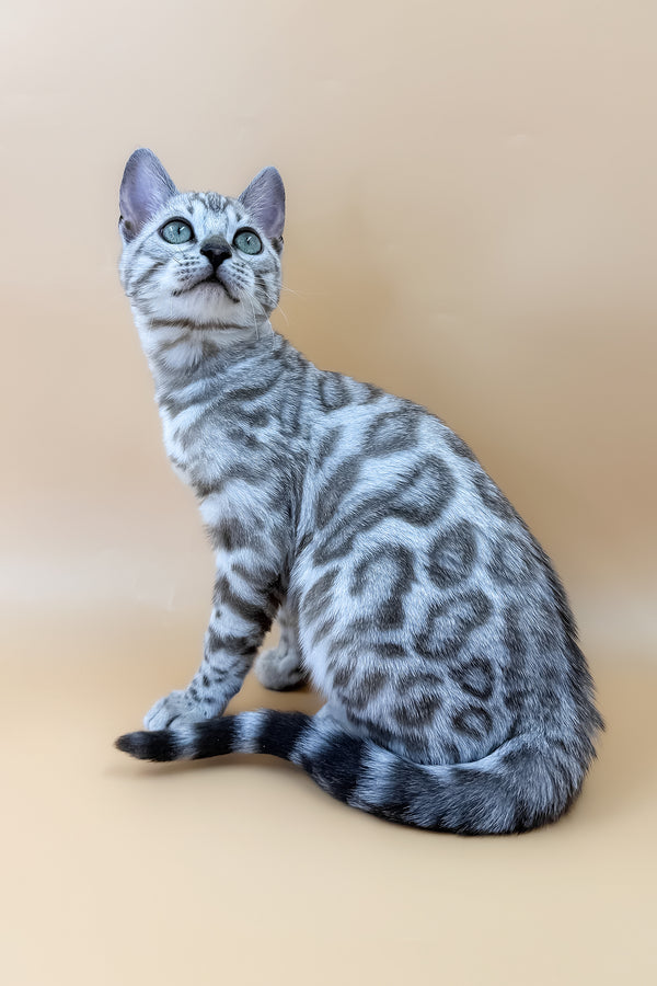 Aurora | Bengal Kitten