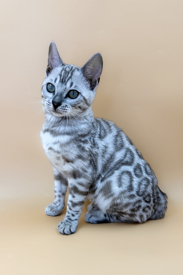 Aurora | Bengal Kitten