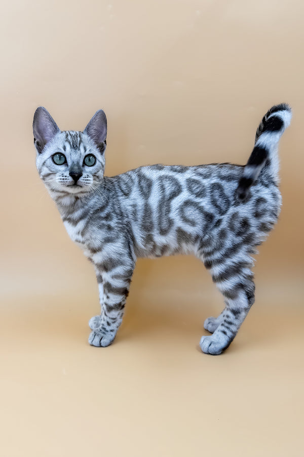 Aurora | Bengal Kitten