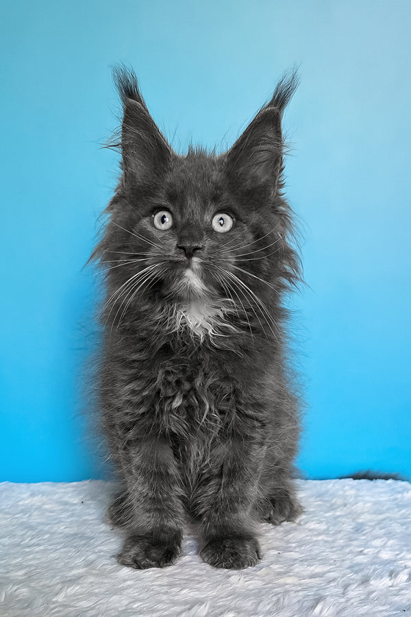 Baks | Maine Coon Kitten