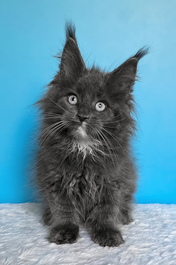 Baks | Maine Coon Kitten
