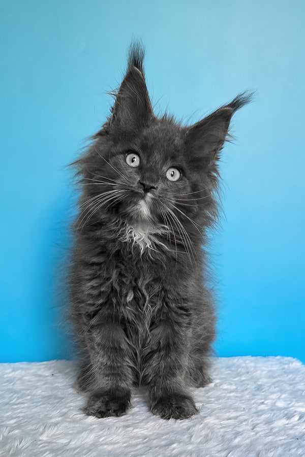 Baks | Maine Coon Kitten