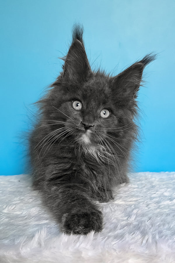 Baks | Maine Coon Kitten