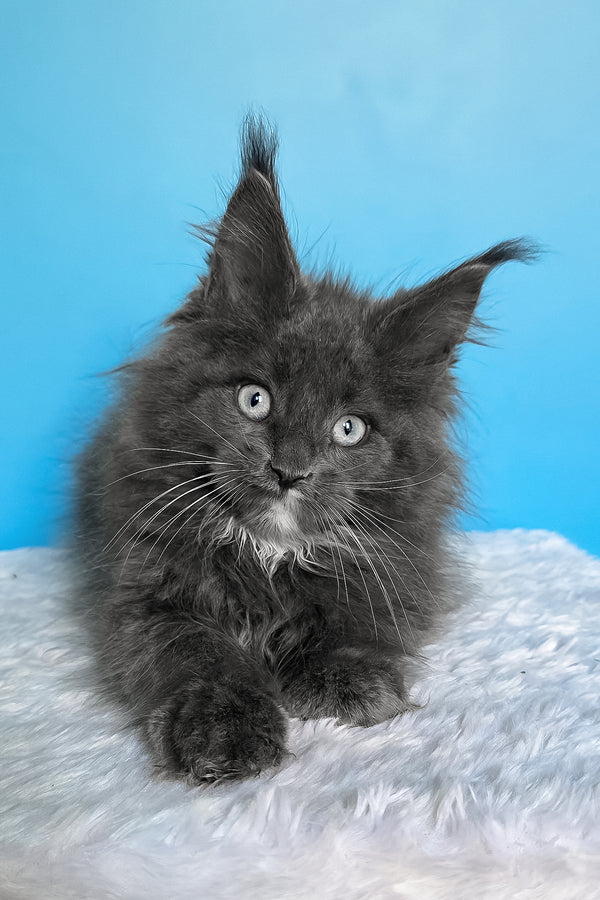 Baks | Maine Coon Kitten
