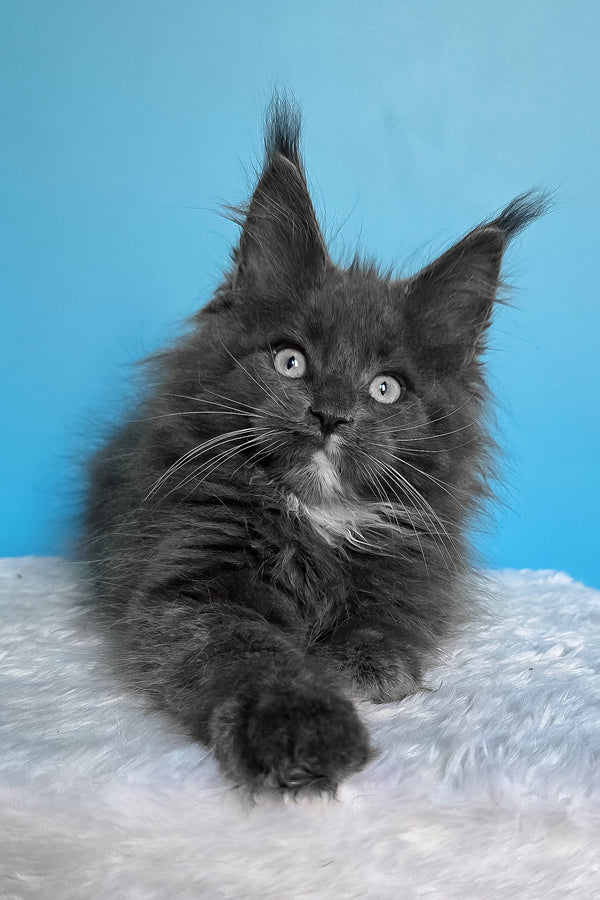 Baks | Maine Coon Kitten