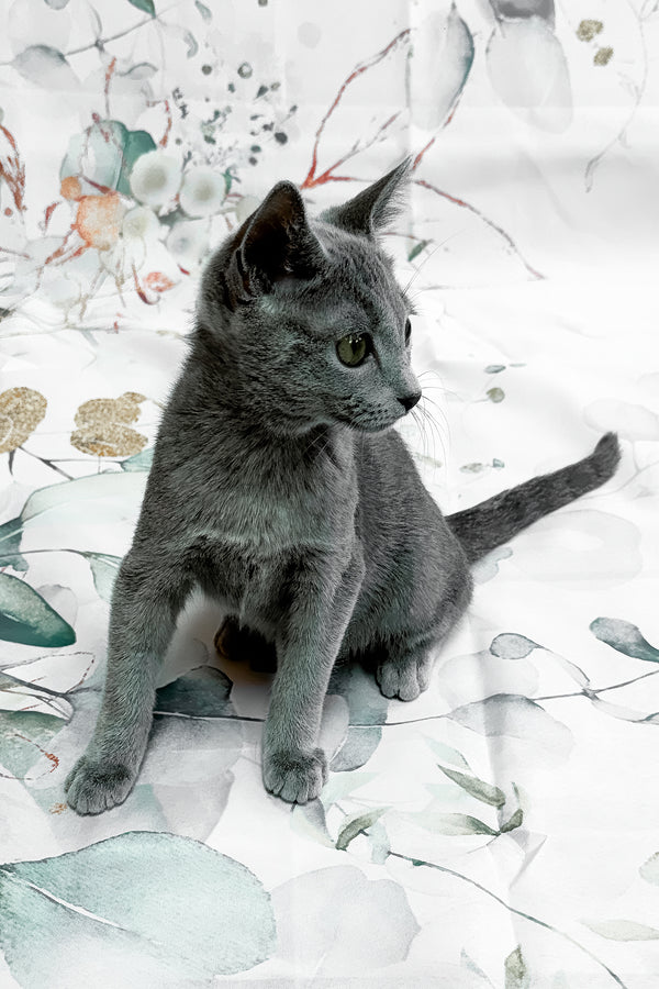 Baronessa | Russian Blue Kitten