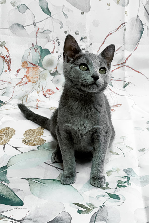 Baronessa | Russian Blue Kitten
