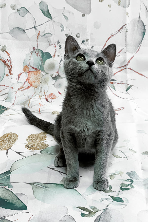Baronessa | Russian Blue Kitten