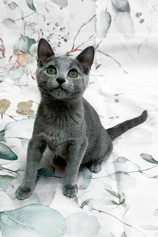 Baronessa | Russian Blue Kitten
