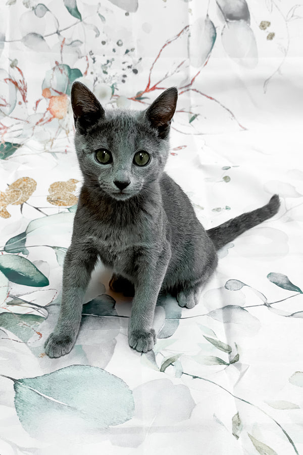 Baronessa | Russian Blue Kitten