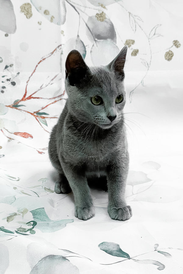 Baronessa | Russian Blue Kitten
