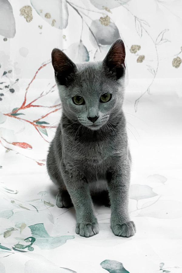Baronessa | Russian Blue Kitten