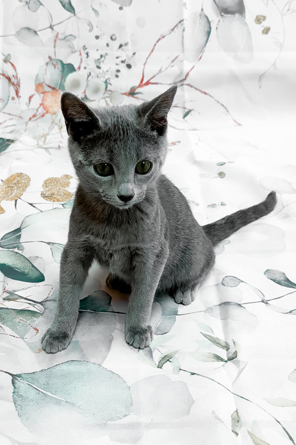 Baronessa | Russian Blue Kitten