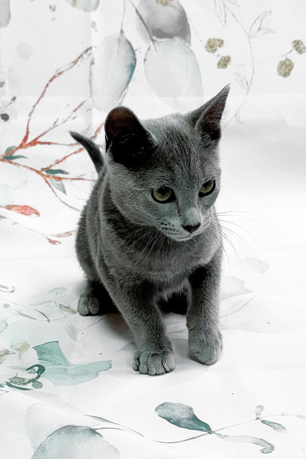 Baronessa | Russian Blue Kitten