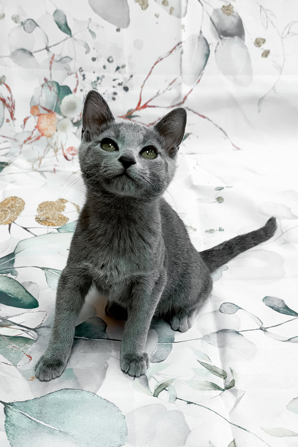 Baronessa | Russian Blue Kitten