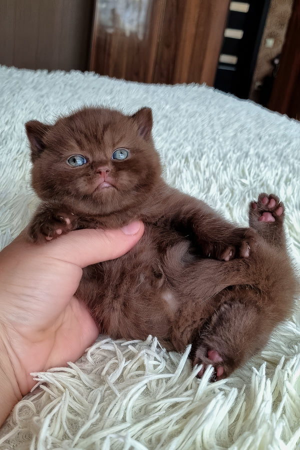 Bonnie | British Shorthair Kitten