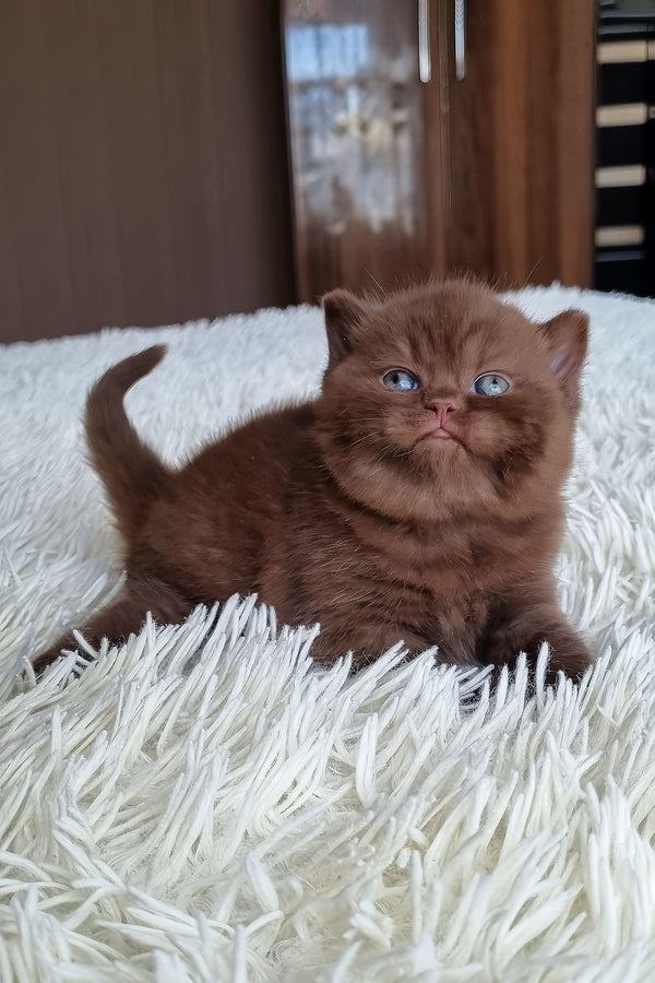 Bonnie | British Shorthair Kitten