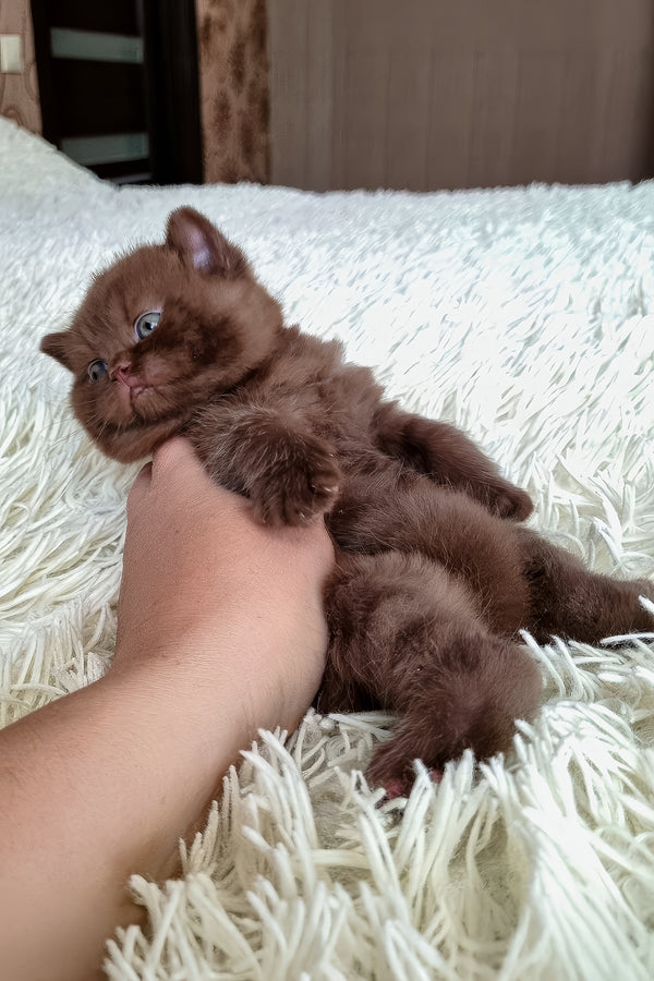 Bonnie | British Shorthair Kitten