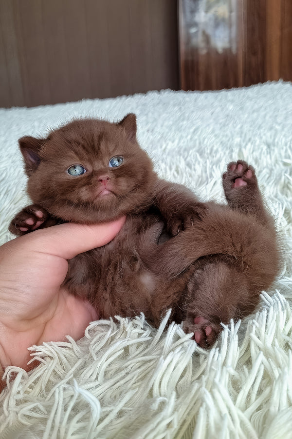 Bonnie | British Shorthair Kitten