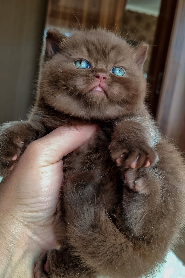 Bonnie | British Shorthair Kitten